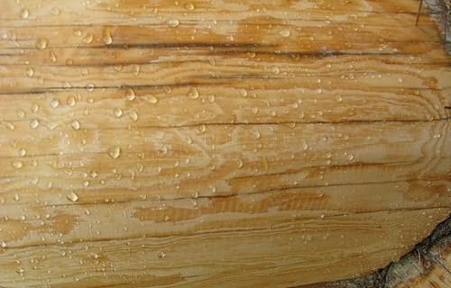 Пропитки повышают устойчивость древесины к возгоранию и высокой влажности