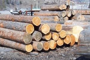 Заготовкой древесины лучше заниматься с ноября по март.