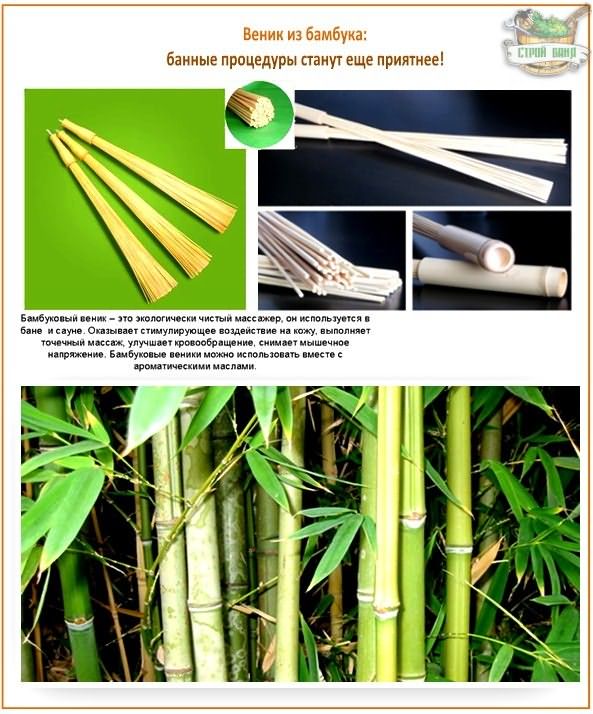 Чем полезен бамбук