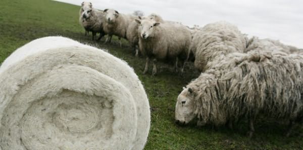 Самым тёплым утеплителем считается из овечья шерсть