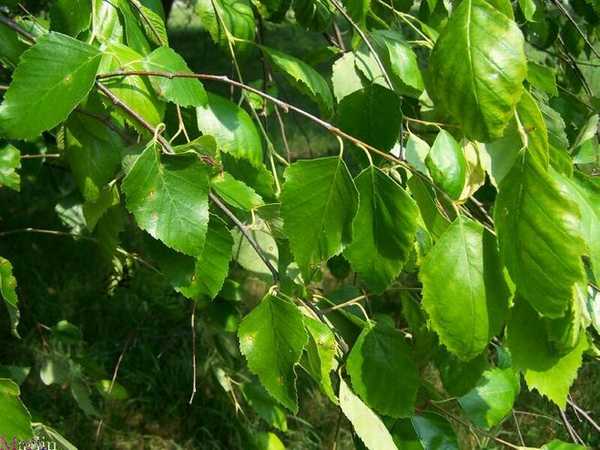 Для березовых веников выбирайте молодые деревья, растущие на солнце на пригорке или возле водоема