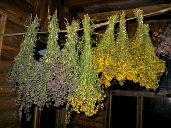 Веники из лечебных растений распространяют волшебный аромат и в сухом виде